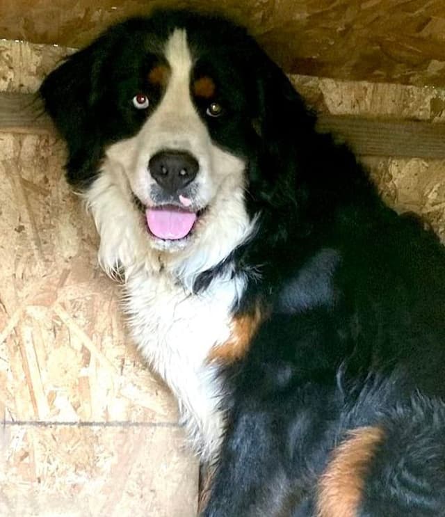 Bernese Mountain Dog Puppies media 2