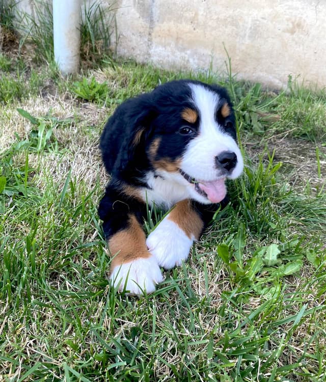 Bernese Mountain Dog Puppies media 4