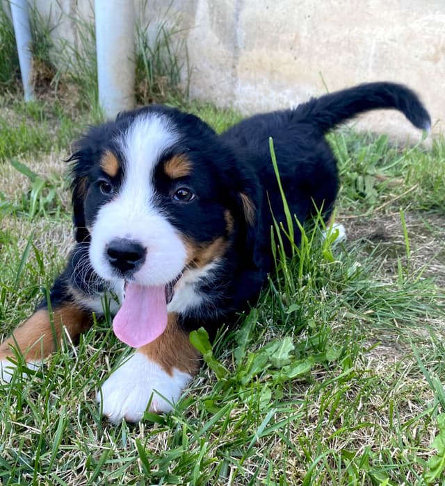 Bernese Mountain Dog Puppies media 5