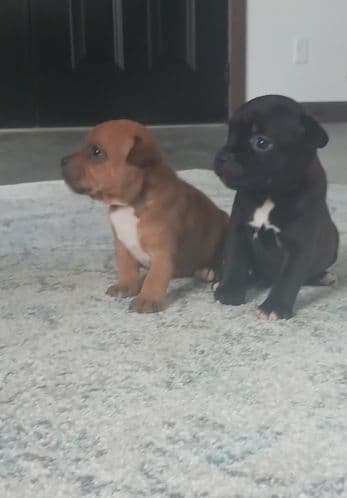 Staffordshire Bull Terrier Puppies breeder image 4