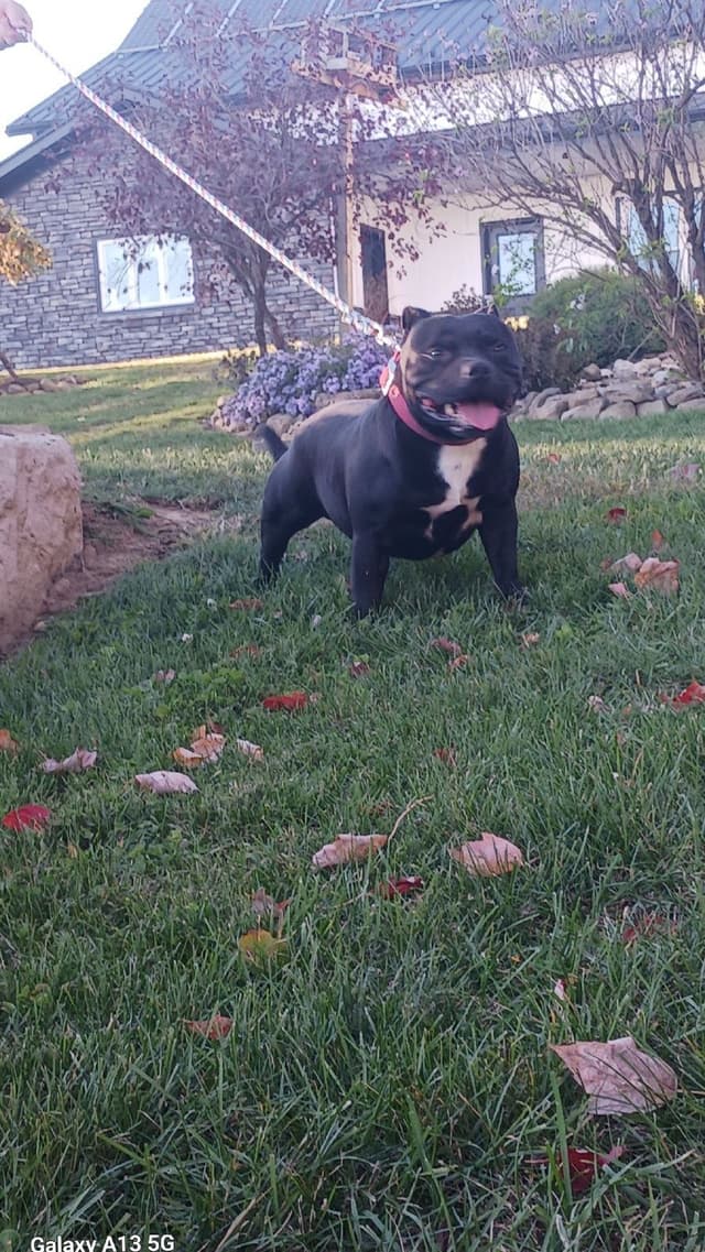 Staffordshire Bull Terrier Puppies media 2
