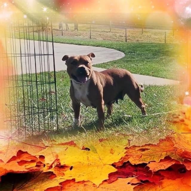 Staffordshire Bull Terrier Puppies media 3