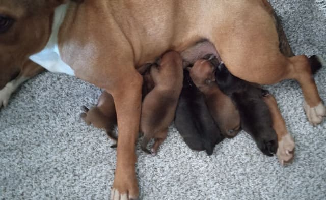 Staffordshire Bull Terrier Puppies media 4