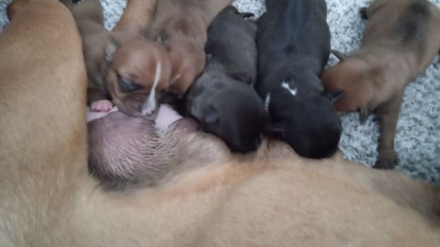 Staffordshire Bull Terrier Puppies media 5