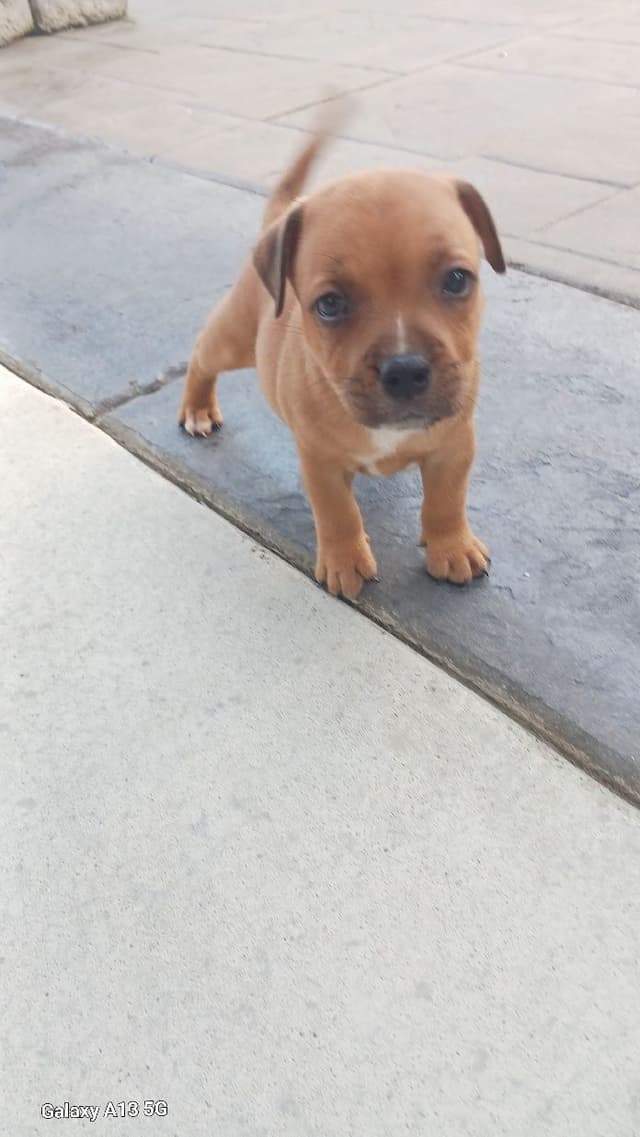 Staffordshire Bull Terrier Puppies media 6