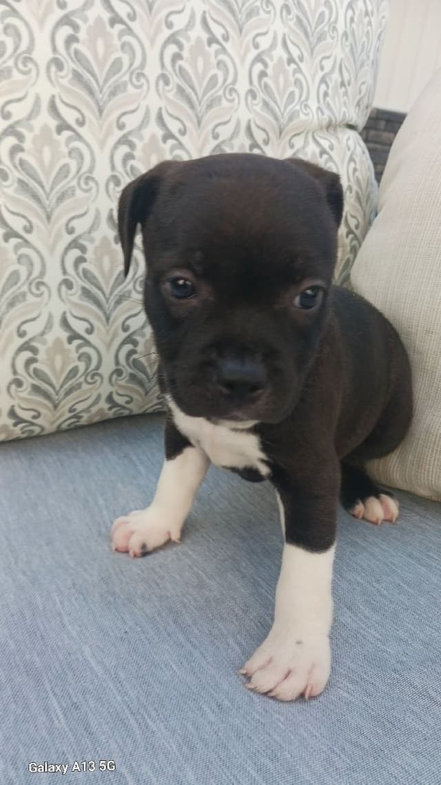Staffordshire Bull Terrier Puppies media 7
