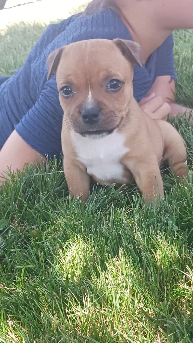 Staffordshire Bull Terrier Puppies media 8