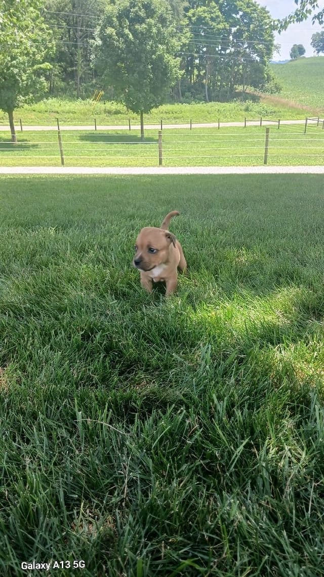 Staffordshire Bull Terrier Puppies media 9