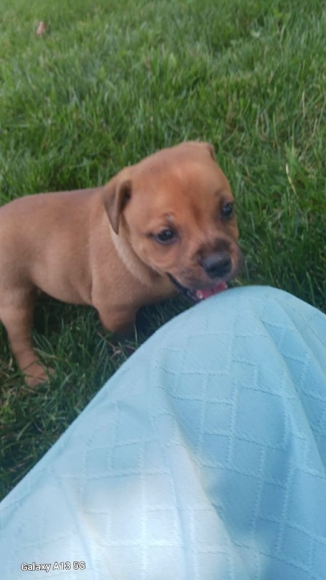 Staffordshire Bull Terrier Puppies media 10