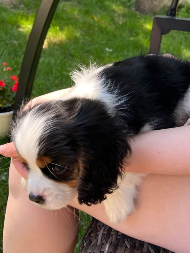 Cavalier King Charles Spaniel Puppies media 3