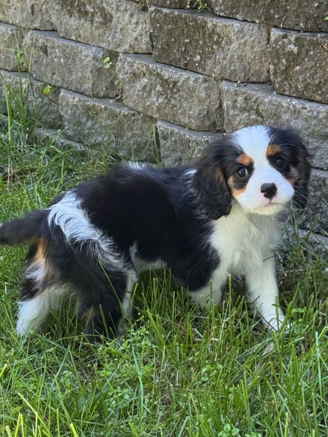 Cavalier King Charles Spaniel Puppies media 2