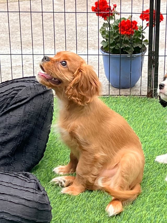 Cavalier King Charles Spaniel Puppies media 2