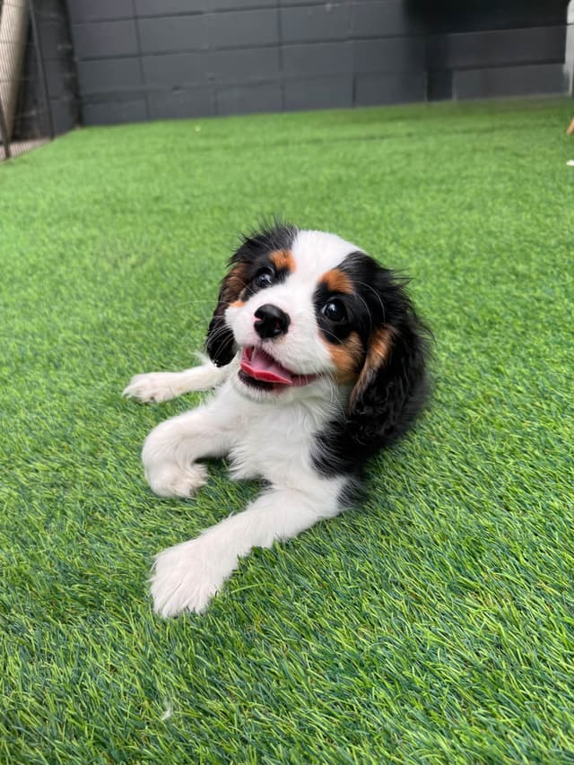 Cavalier King Charles Spaniel Puppies media 4