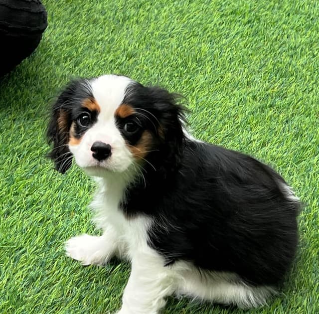 Cavalier King Charles Spaniel Puppies media 5