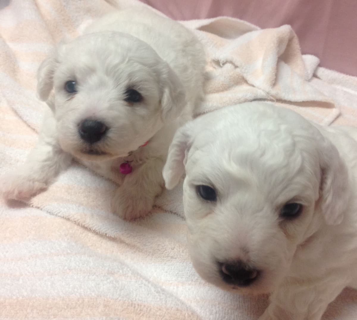 Bichon Frise Puppies breeder image 2