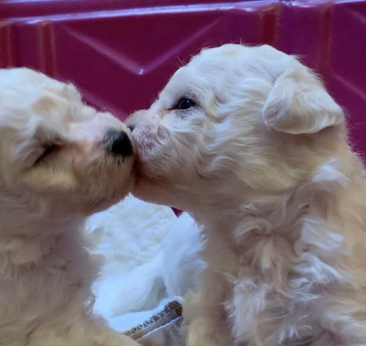 Bichon Frise Puppies breeder image 3