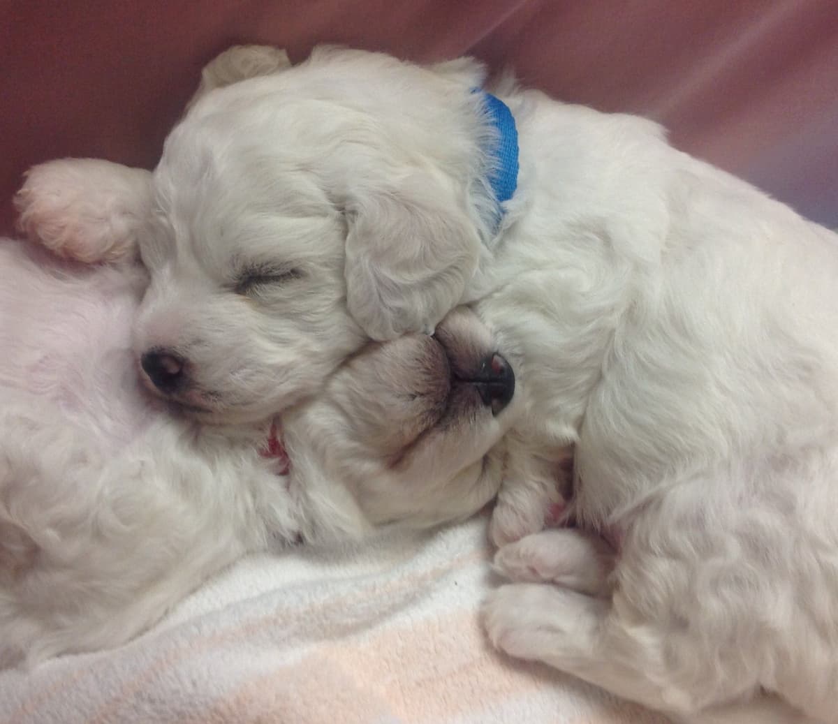 Bichon Frise Puppies breeder image 4