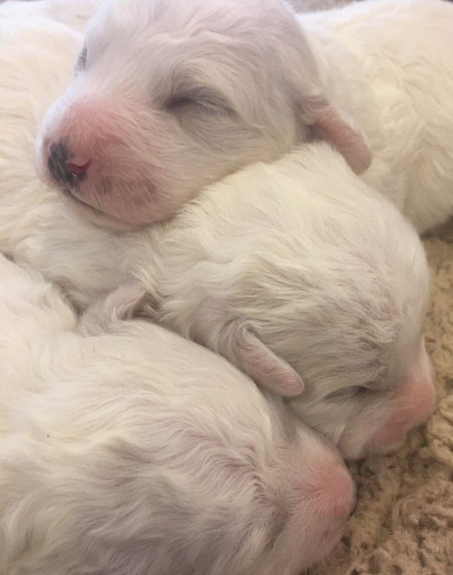 Bichon Frise Puppies breeder image 5