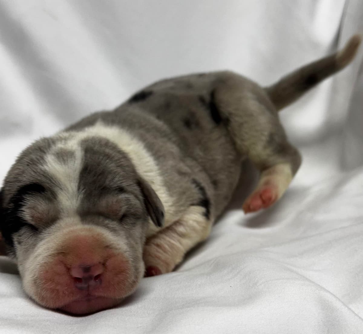Great Dane Puppies breeder image 24