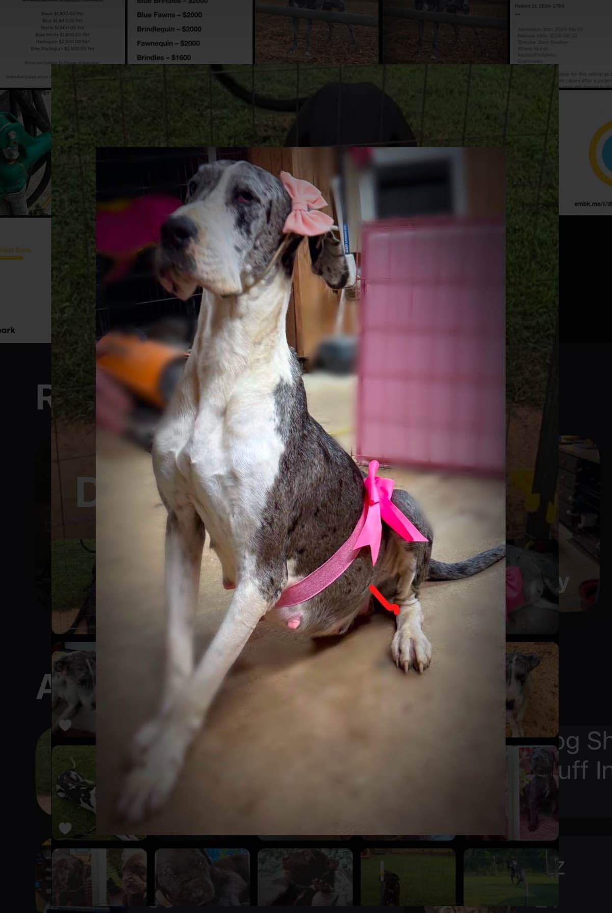 Great Dane Puppies breeder image 7