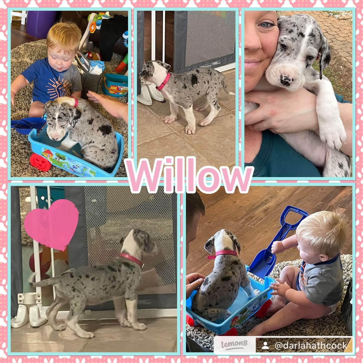 Great Dane Puppies breeder image 9