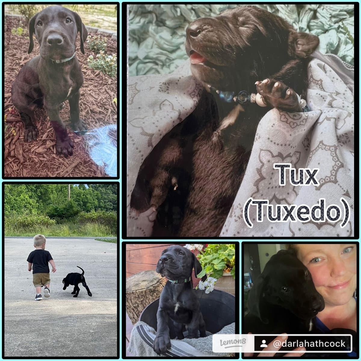 Great Dane Puppies breeder image 5