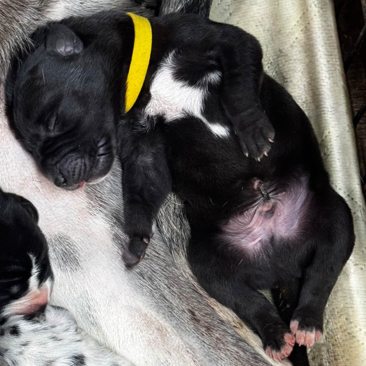 Great Dane Puppies breeder image 23