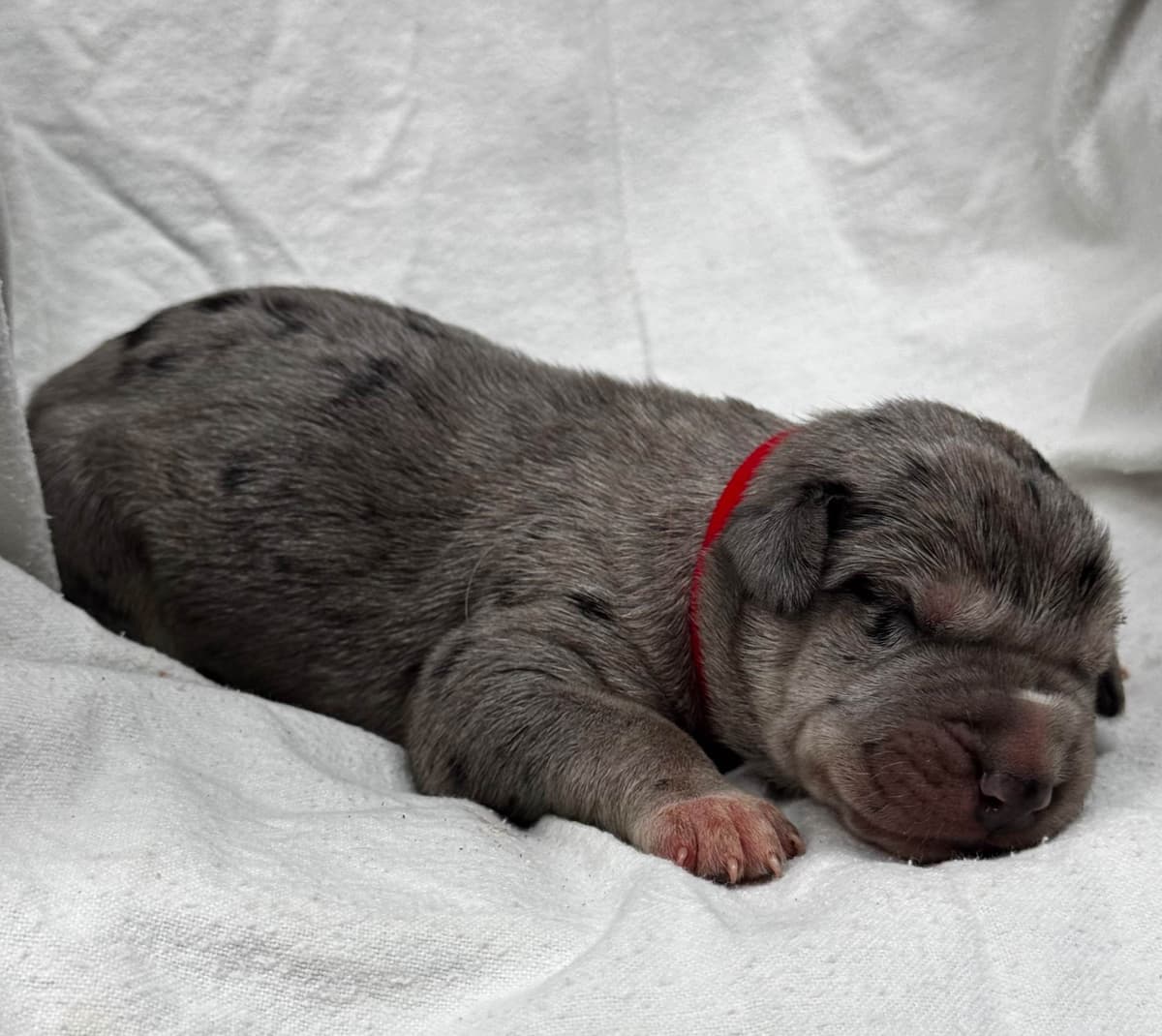 Great Dane Puppies breeder image 25