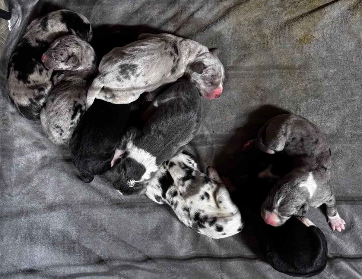 Great Dane Puppies breeder image 21