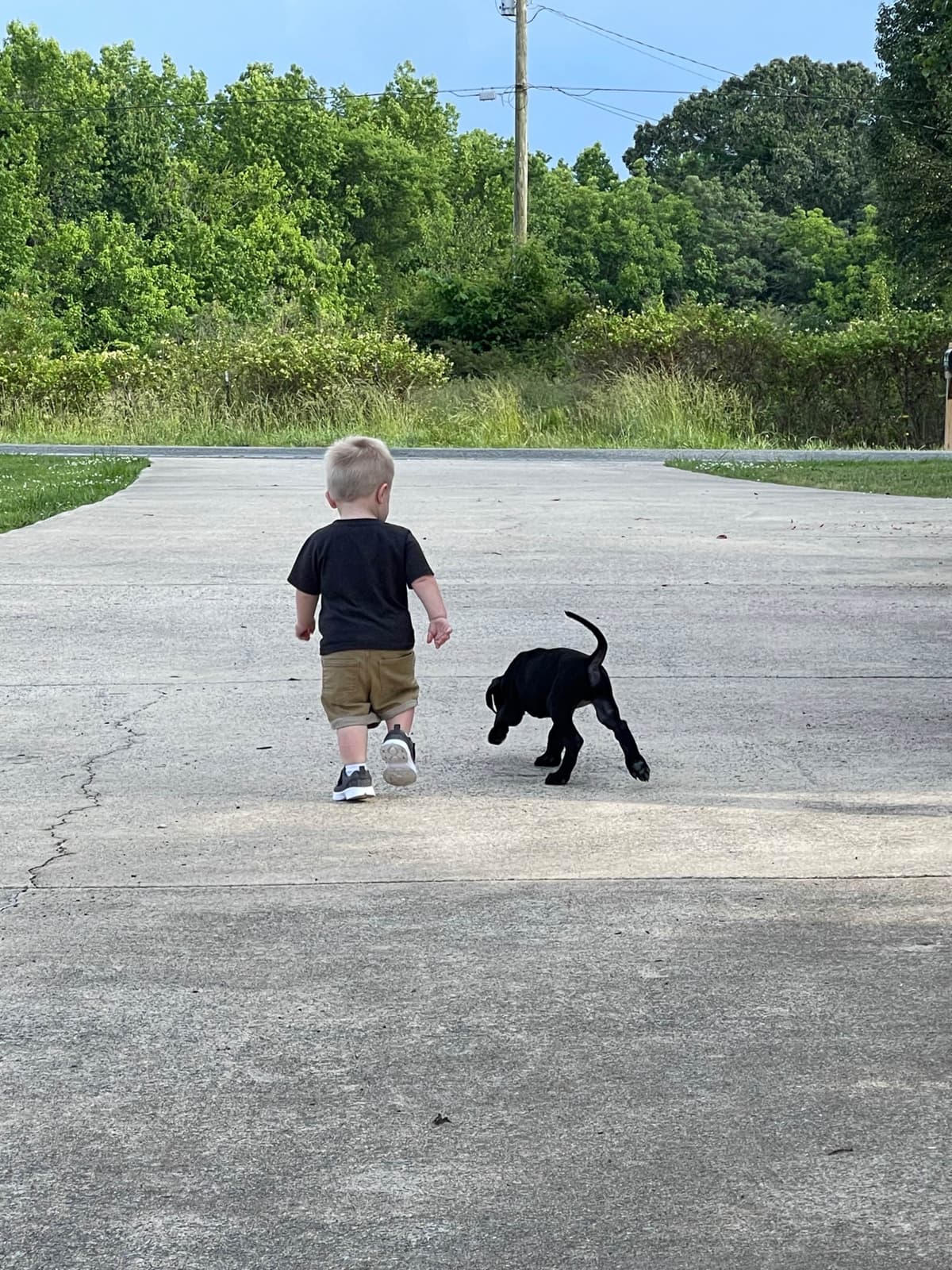 Great Dane Puppies breeder image 6