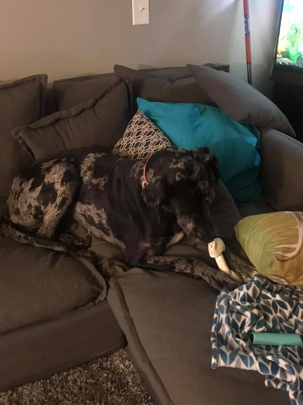 Great Dane Puppies breeder image 29
