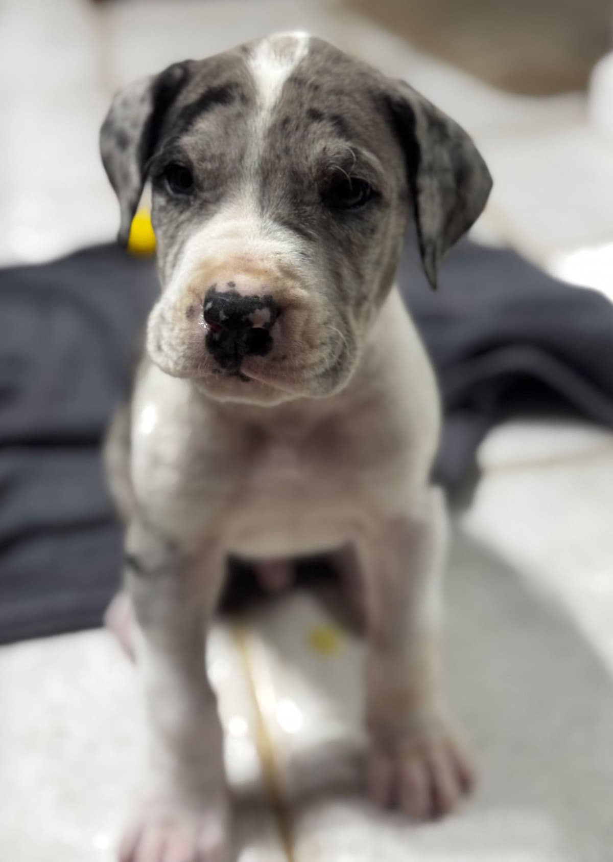 Great Dane Puppies breeder image 26