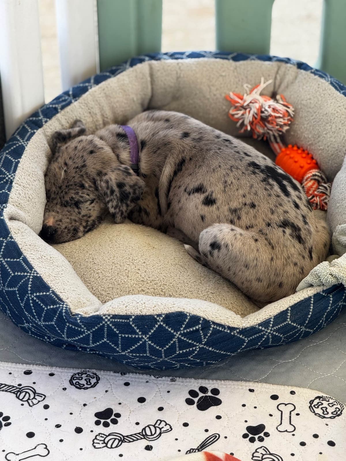 Great Dane Puppies breeder image 27