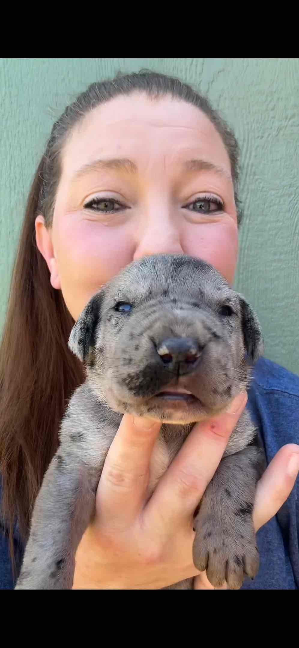 Great Dane Puppies breeder image 12