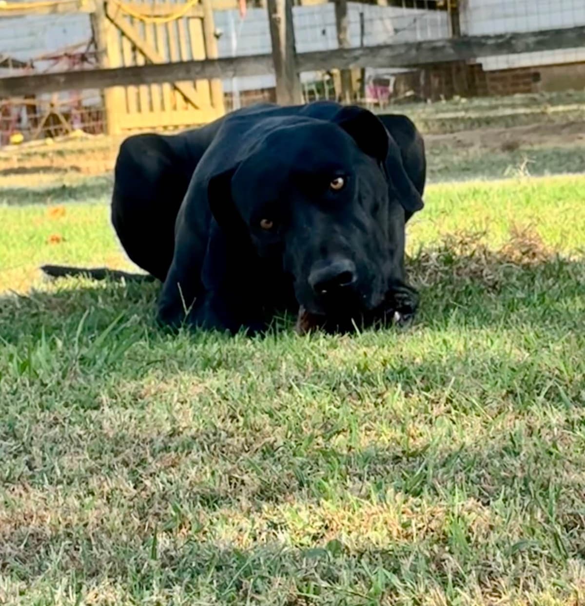 Great Dane Puppies breeder image 2