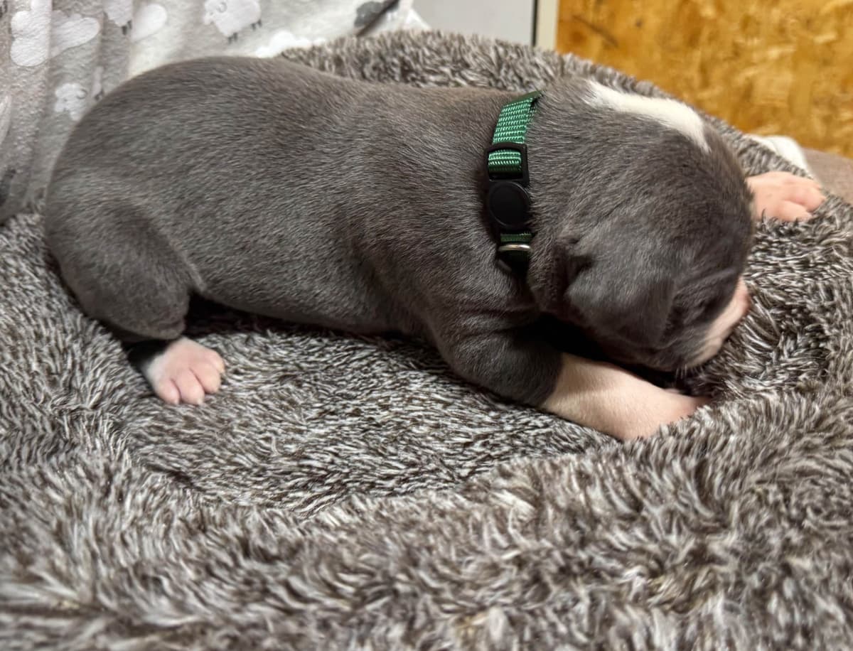 Great Dane Puppies breeder image 19