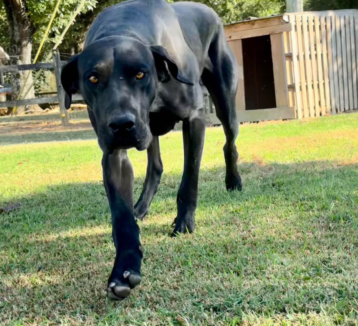 Great Dane Puppies breeder image 4