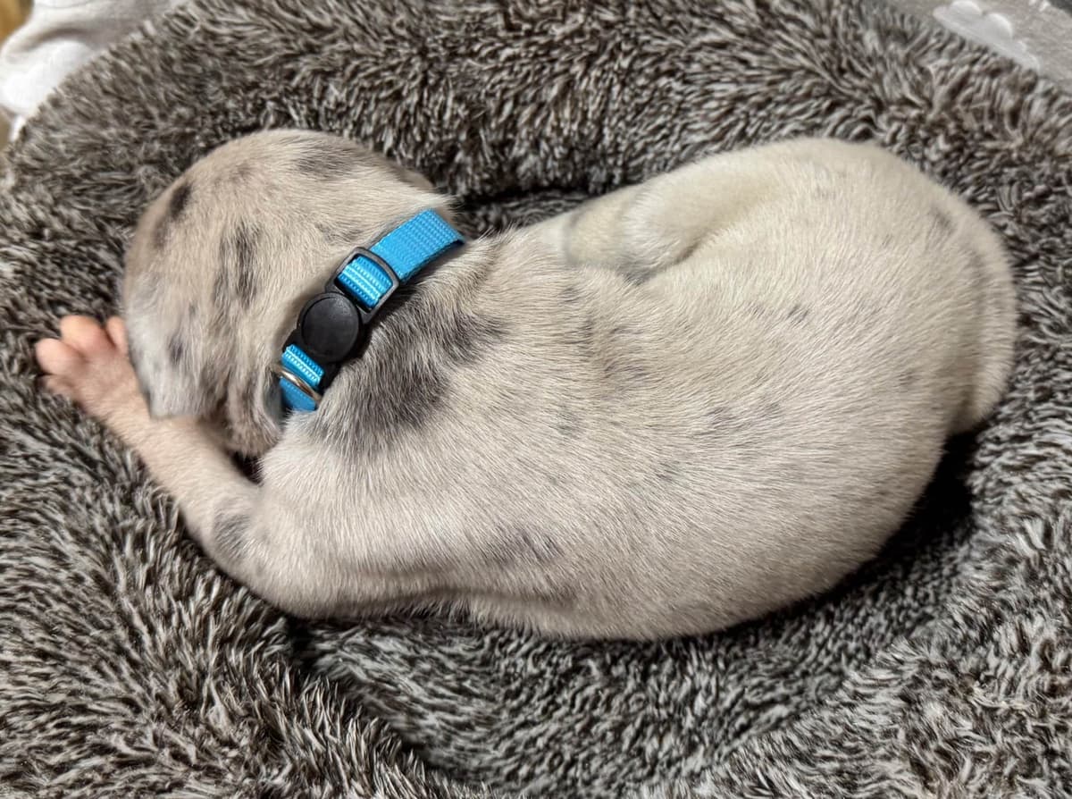 Great Dane Puppies breeder image 15