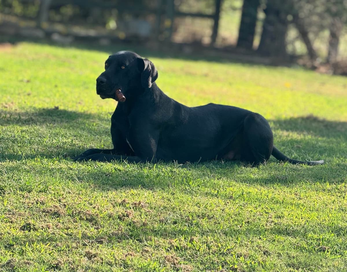 Great Dane Puppies breeder image 3