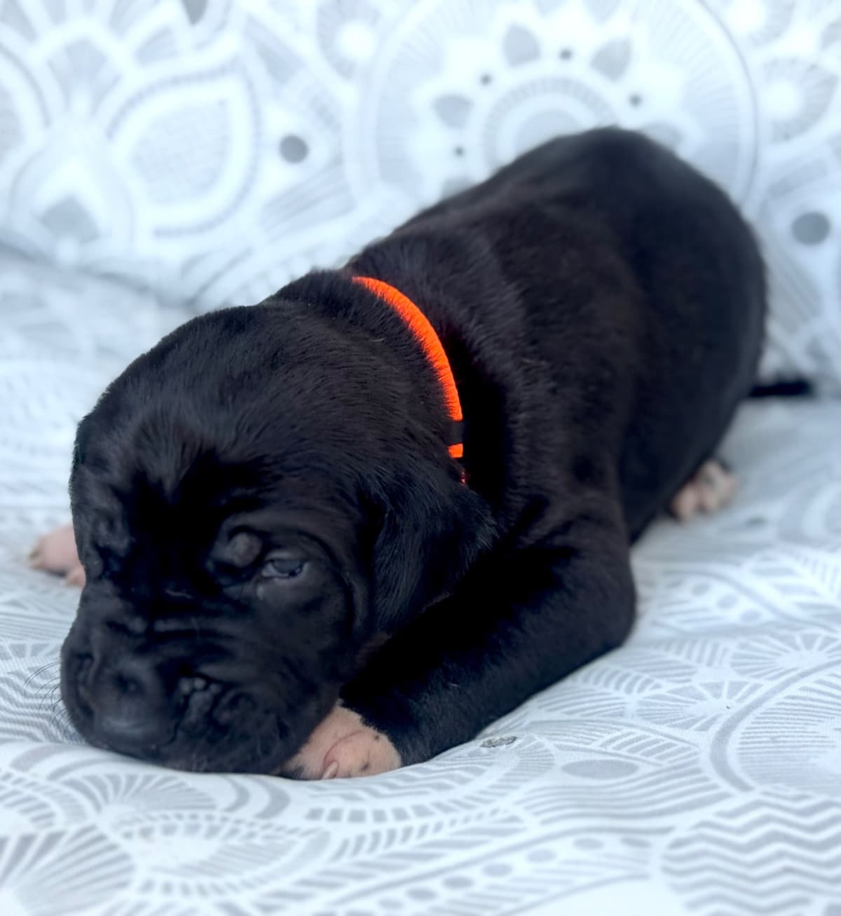 Great Dane Puppies breeder image 16