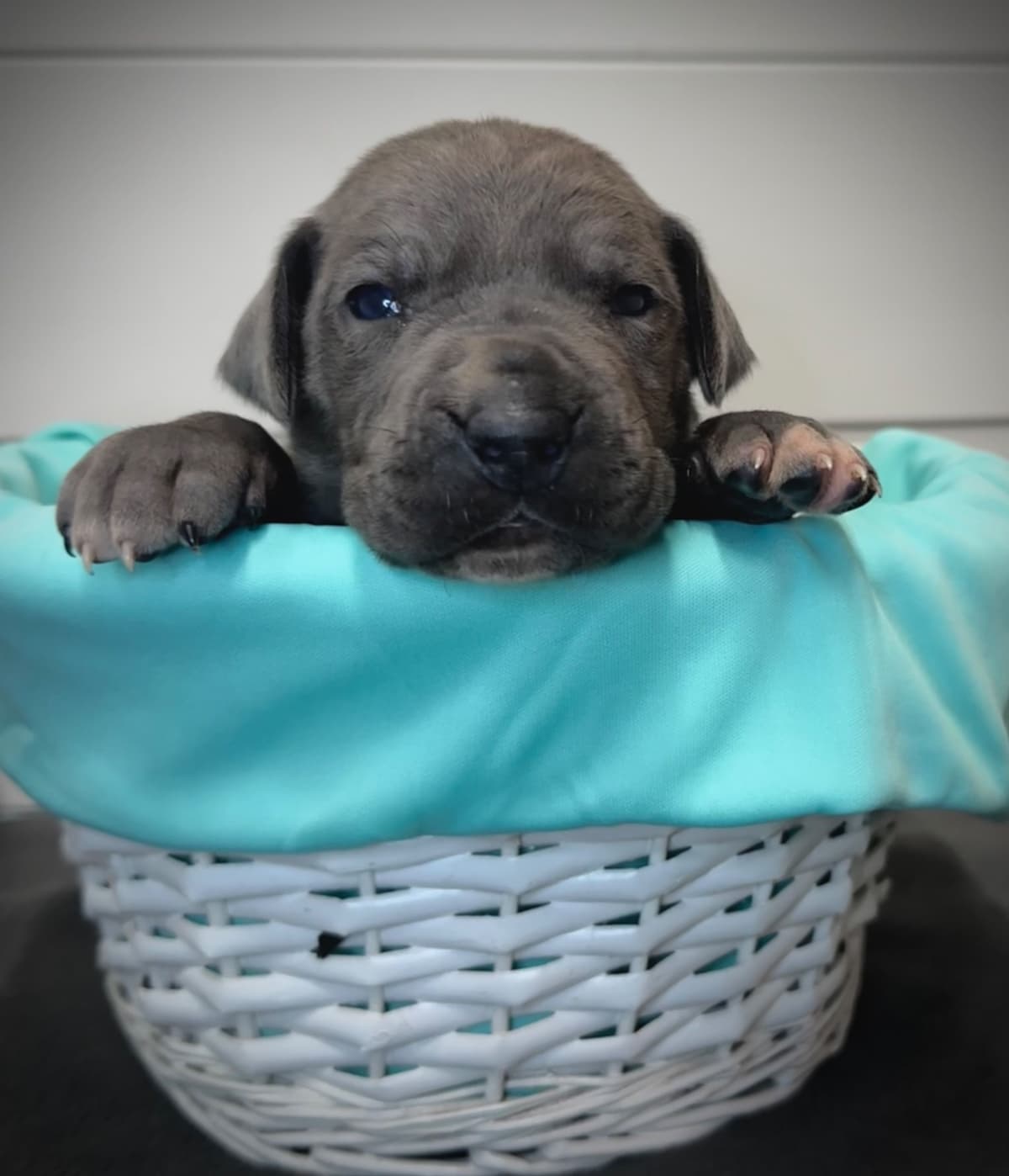 Great Dane Puppies breeder image 10