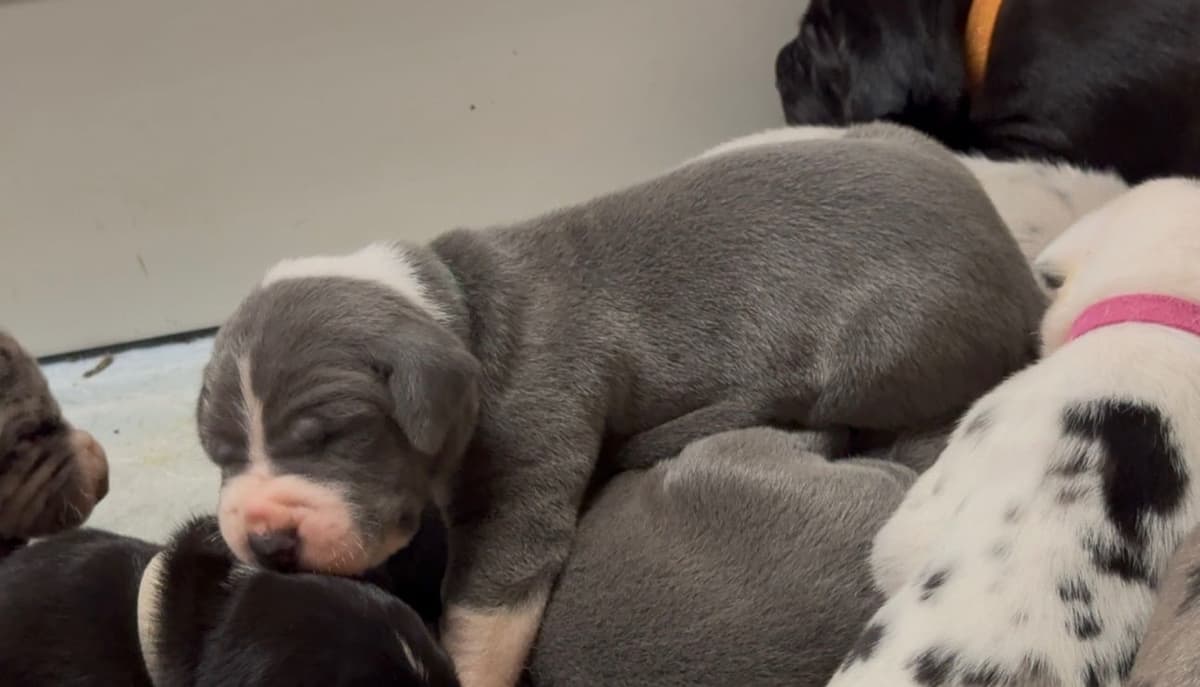 Great Dane Puppies breeder image 17