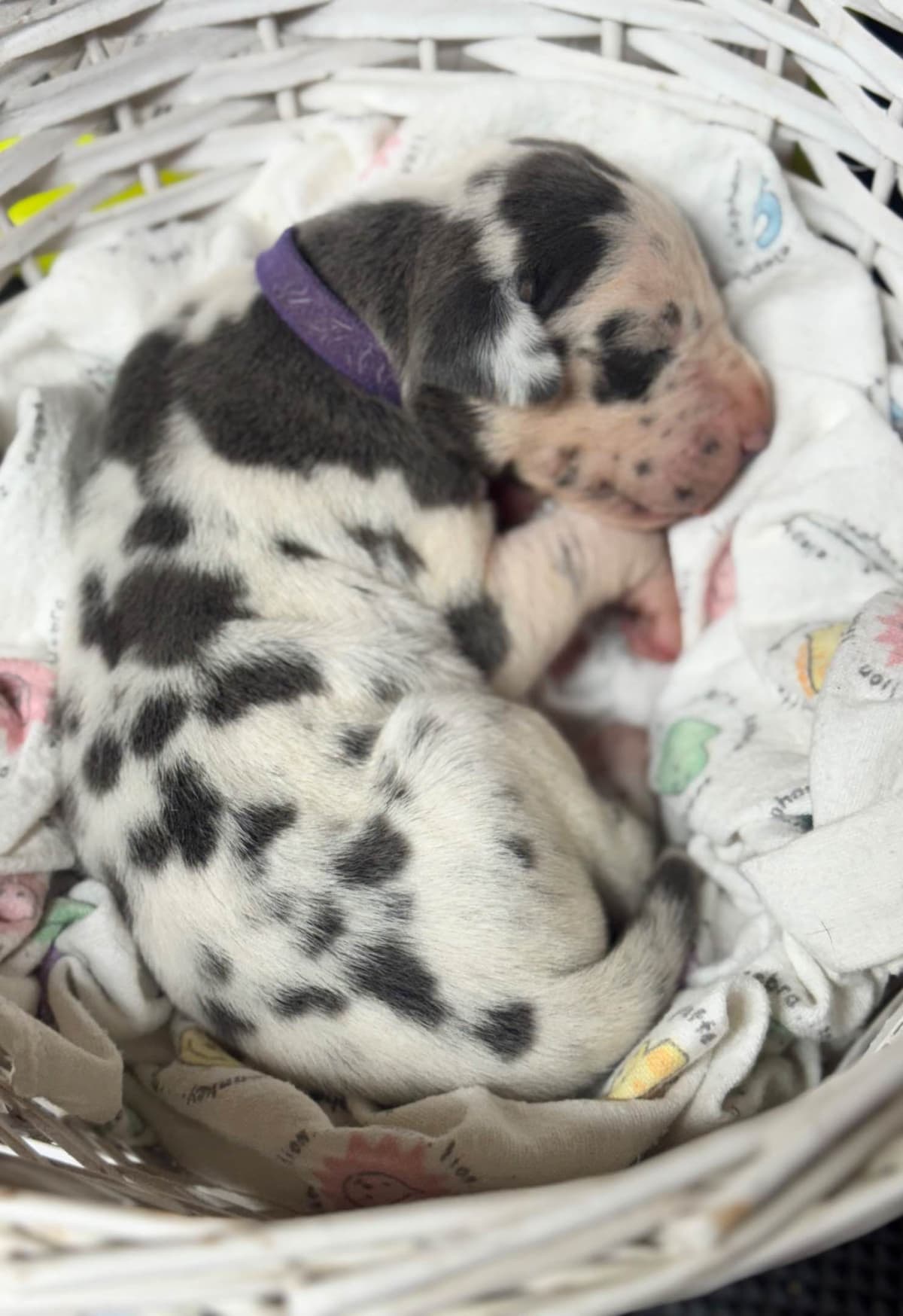 Great Dane Puppies breeder image 13