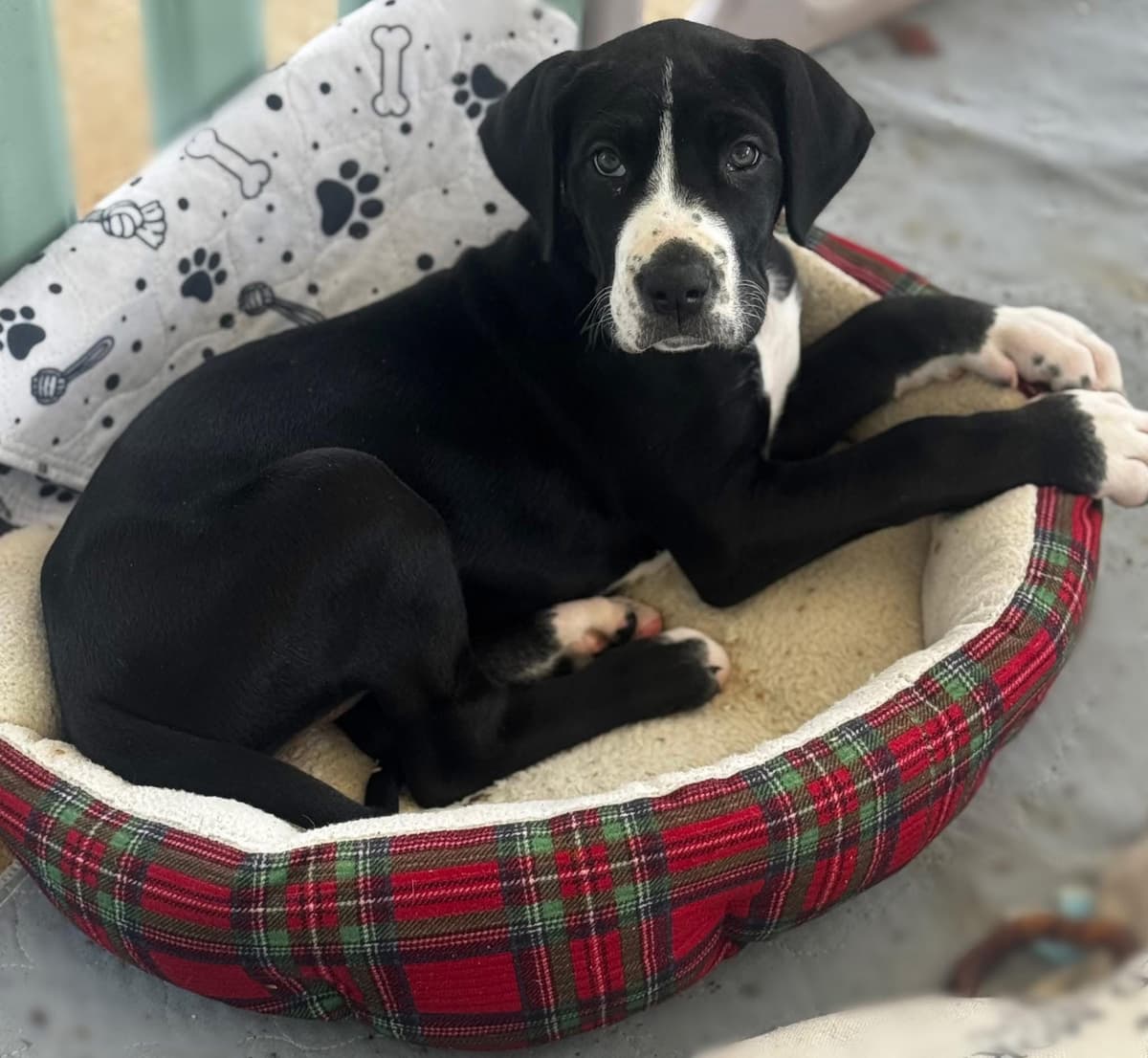 Great Dane Puppies breeder image 28