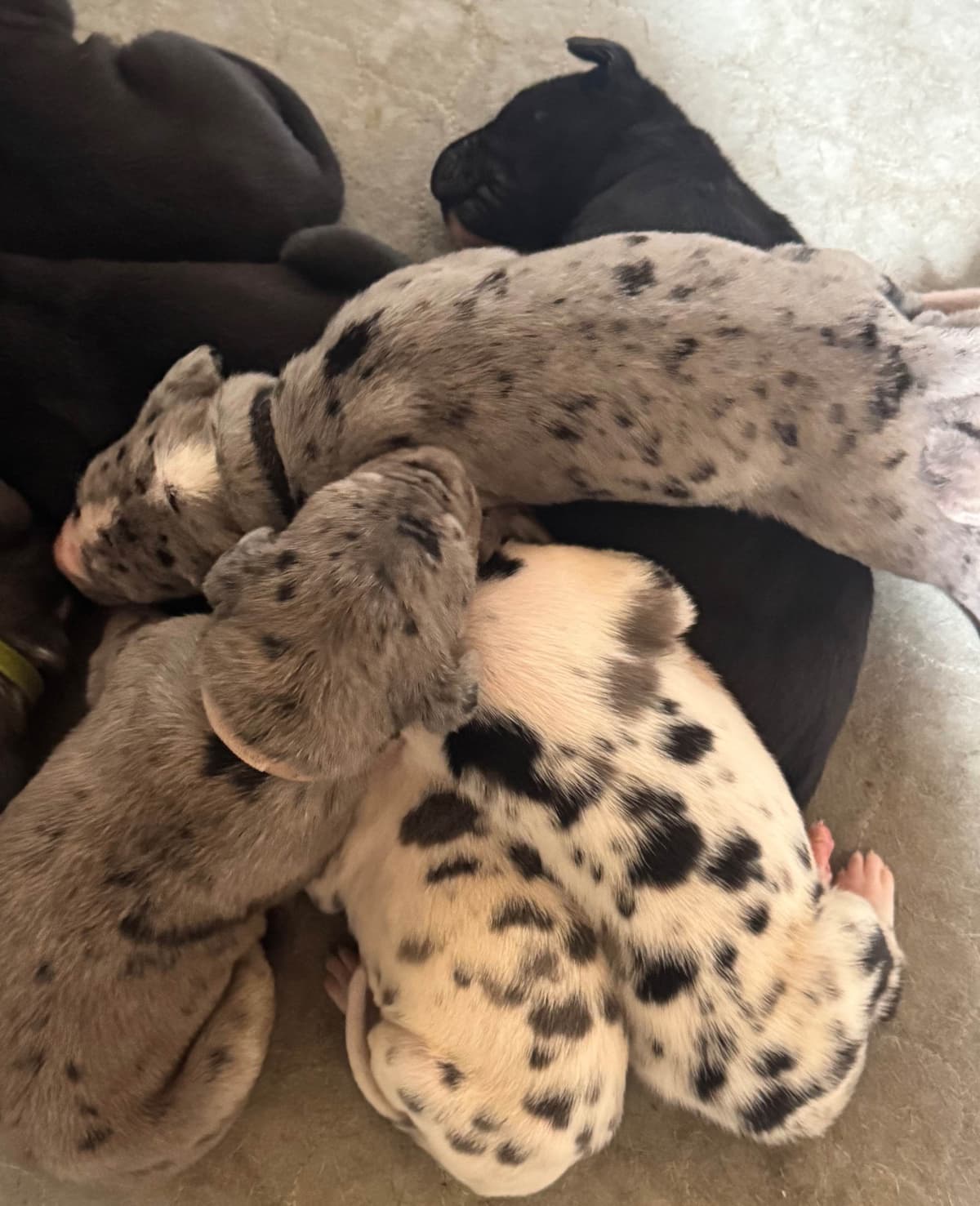 Great Dane Puppies breeder image 20