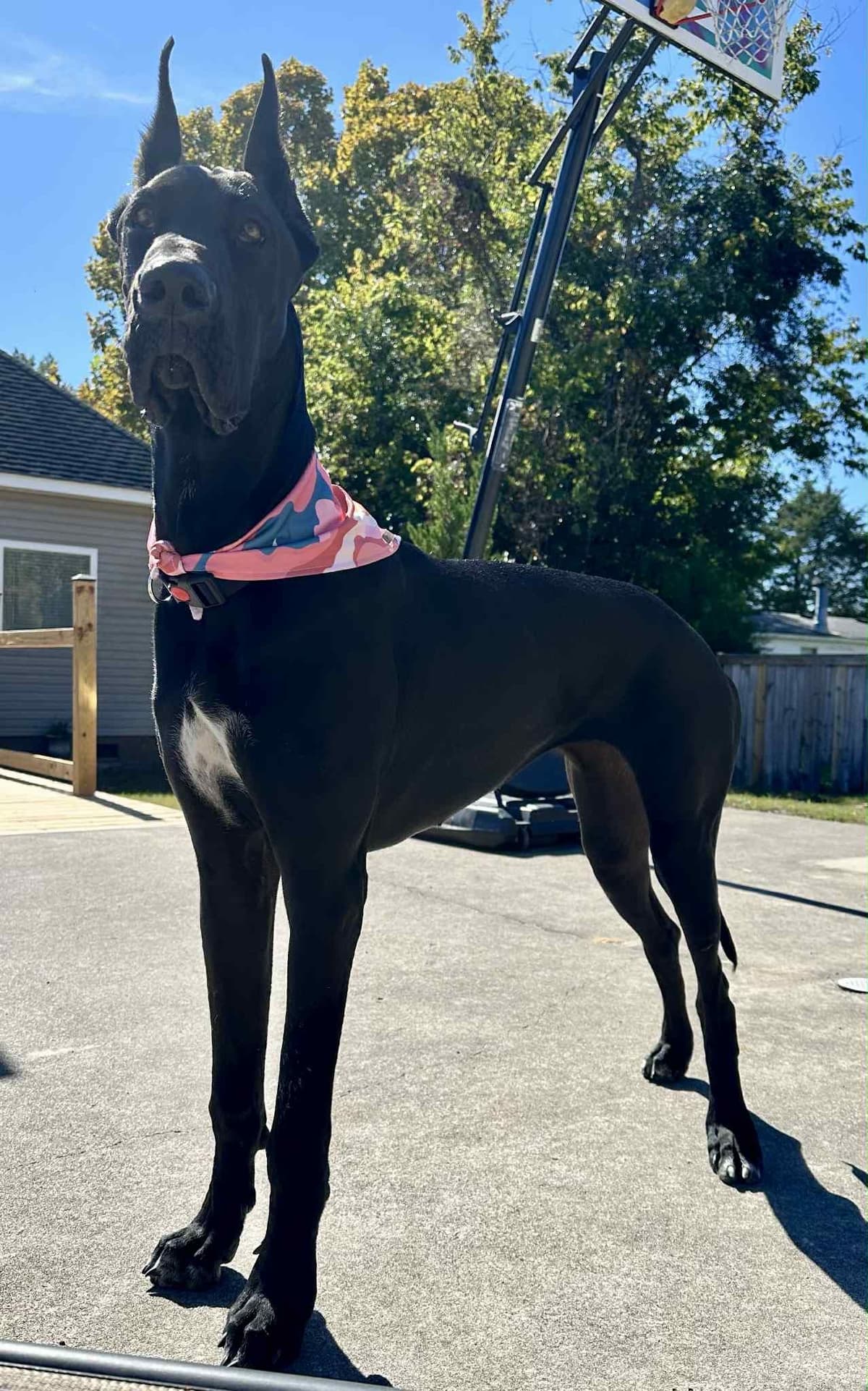Great Dane Puppies breeder image 8