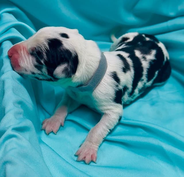 Great Dane Puppies media 10