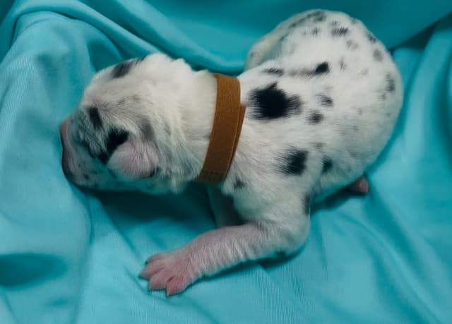 Great Dane Puppies media 6