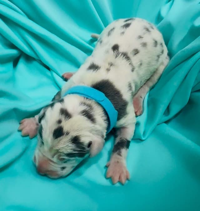 Great Dane Puppies media 9