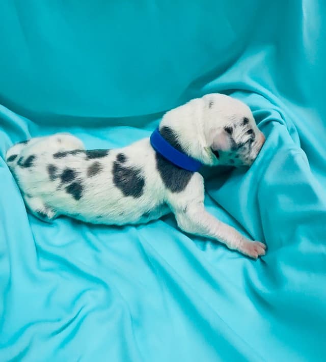 Great Dane Puppies media 11